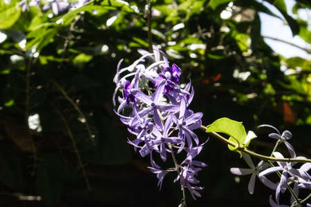 This unique picture shows a beautiful purple orchid that grows wild on a tree which grows on a bush in a tropical garden in thailandの写真素材