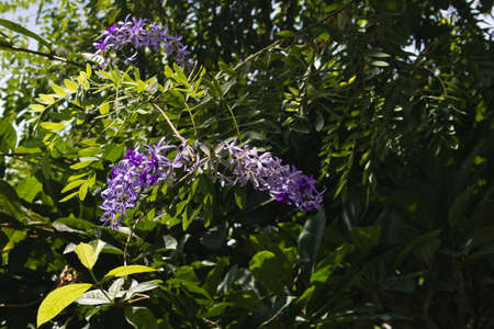 This unique picture shows a beautiful purple orchid that grows wild on a tree which grows on a bush in a tropical garden in thailandの写真素材
