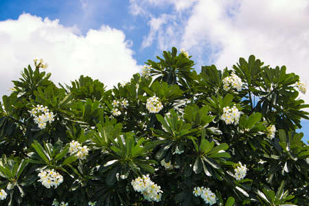 This unique photo shows a blooming frangipani bush and at the top of this picture you can see the blue sky with white clouds on a sunny morningの写真素材