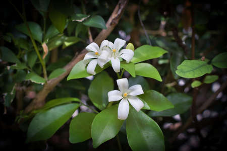 This unique photo shows white yellow jasmine blossoms on a green bush in the middle of the Thai...