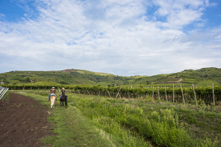 Horseback riding couple in a vineyard in autumnの写真素材