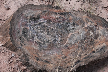 A portion of petrified wood found at the Petrified Forest National Park.の写真素材