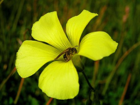 Bee on yellow flower