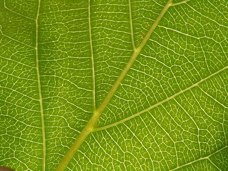 leaf texture