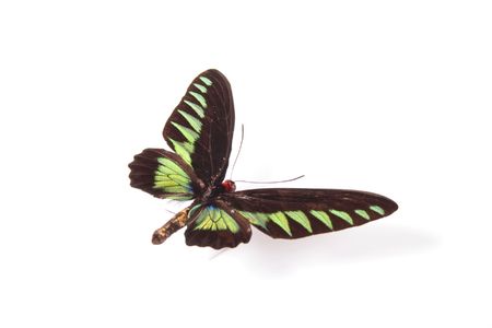 butterflyの写真素材