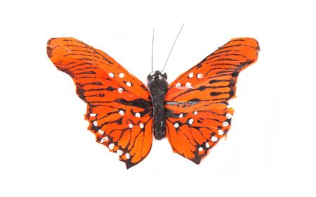 orange butterflyの写真素材