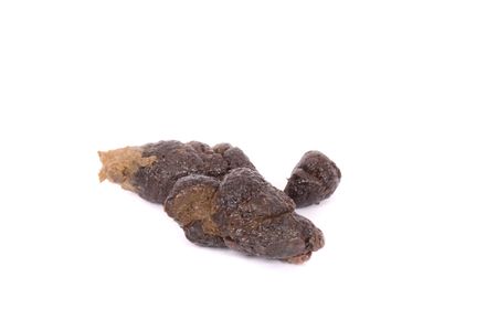 poo from dog
