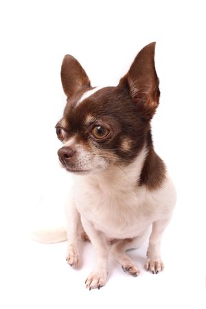 white and brown chihuahua on the white backgroundの写真素材