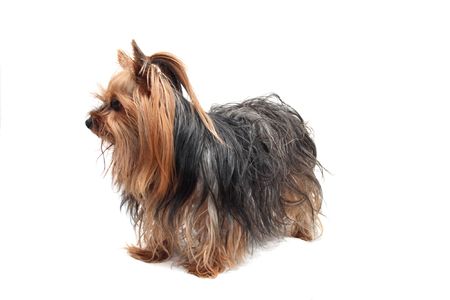nice dog yorkshire on the white backgroundの写真素材