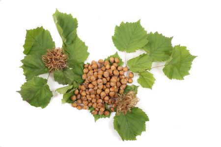 Fresh and natural nuts background from czech nutsの写真素材