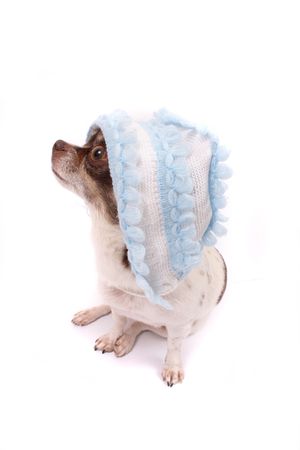 chihuahua as newborn on the white backgroundの写真素材