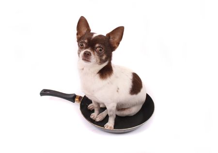 chihuahua in the pan  on the white backgroundの写真素材