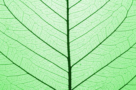 green leaf structure (macro) as natural background の写真素材