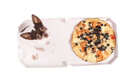 chihuahua and the pizza on the white background の写真素材
