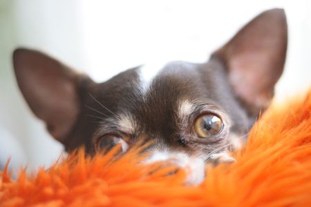head of the chihuahua - detail - chihuahua is restingの写真素材