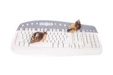 nice big snail on the white keyboardの写真素材