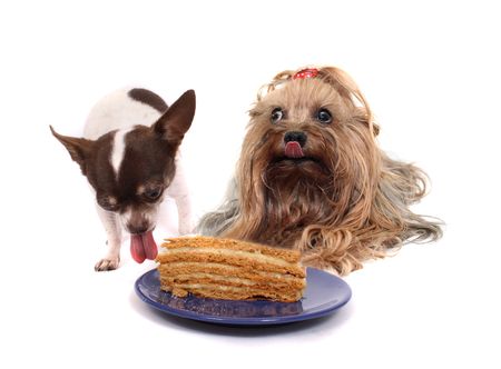 chihuahua and her friend on the birthday partyの写真素材