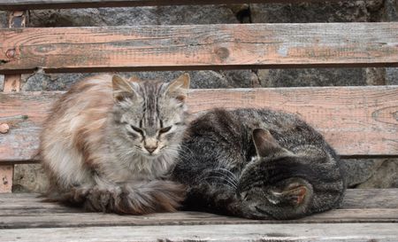 two cats are resting and sleeping together 