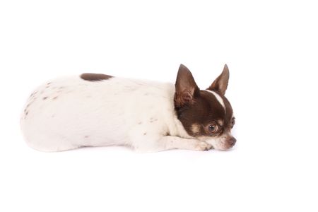 brown and white chihuahua dog on the white backgroundの写真素材