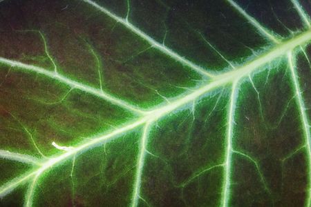 real natural green texture from the leafの写真素材