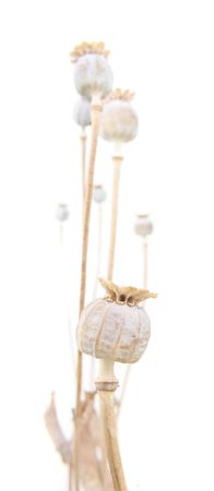 heads of poppy on the white backgroundの写真素材