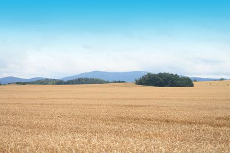 Czech country - golden corn, clouds and mountainsの写真素材