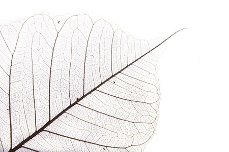 natural leaf background (macro) on the white backgroundの写真素材