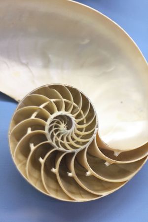 seashell background from the real natural nautilusの写真素材