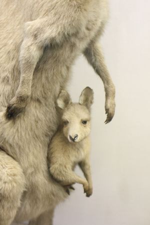 small kangaroo and his mother (detail) の写真素材