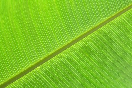 green background from the real banana leafの写真素材