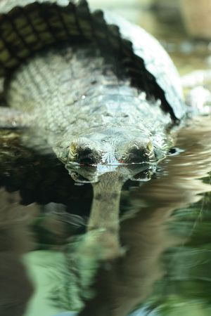 dangerous crocodile in the water with nice eyes の写真素材