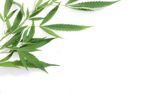 leafs of marijuana on the white backgroundの写真素材