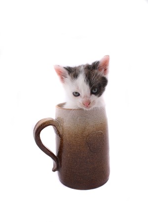 small cat in the pot on the white backgroundの写真素材