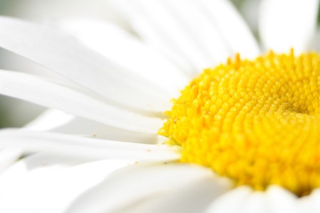 very nice flower background with white and yellow colorの写真素材