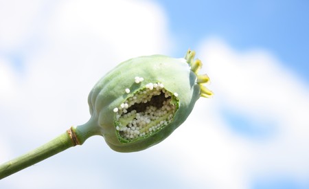 poppy head on the blue sky backgroundの写真素材
