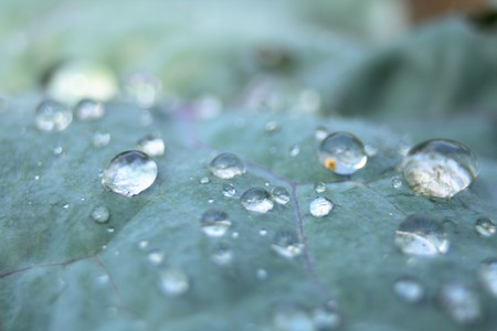 water drops on the green leaf (natural background)の写真素材