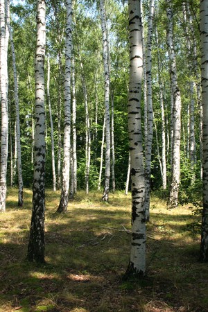 typical spring forest in the czech republicの写真素材