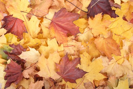 color leaves background from the czech autumnの写真素材