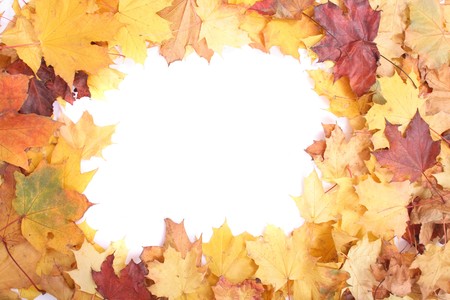 color leaves background from the czech autumnの写真素材