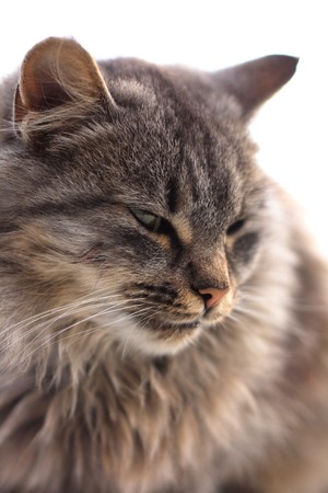 head of grey cat in the nature の写真素材