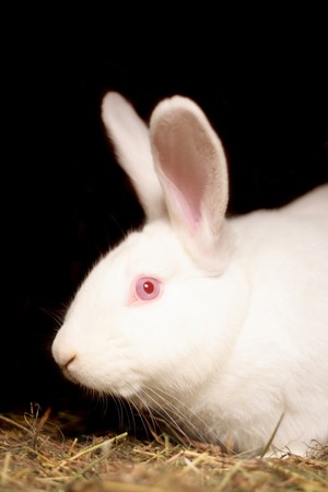 white rabbit  with red eyes on the black background の写真素材