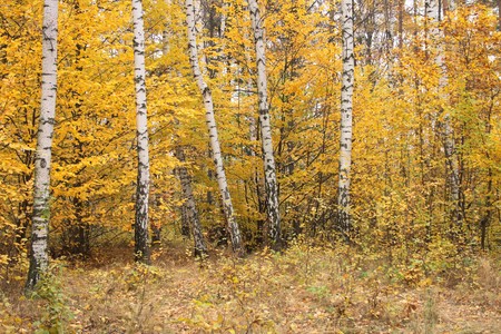color autumn forest from the czech republic の写真素材
