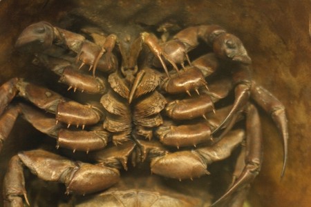 detail of the creature from national museum in Prague