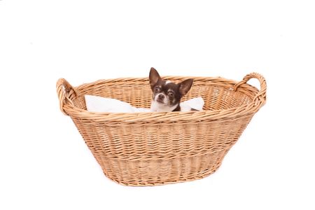 little dog chihuahua in the wicker basketの写真素材
