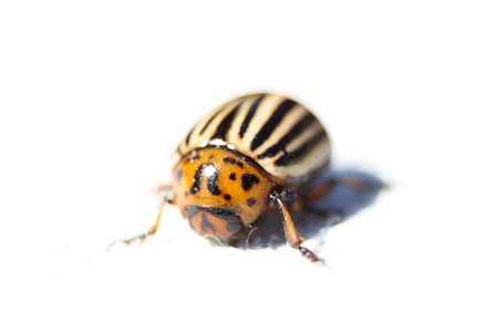  bug from potatoes on the white background の写真素材