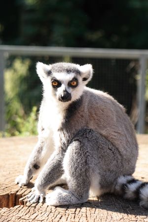 monkey lemur - very sweet animal from ZOOの写真素材