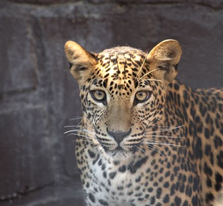 very nice head of cheetahの写真素材