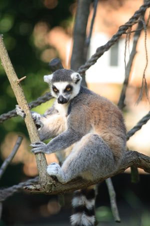 nice lemur monkey form the Prague ZOO 