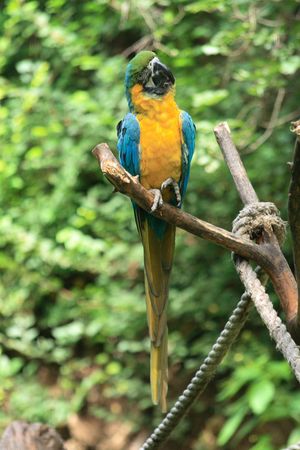 very nice parrot in the Prague ZOO