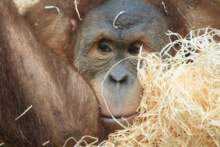 very nice orangutan in the Prague ZOOの写真素材